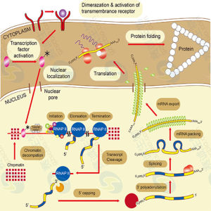 生物調控 生物調控