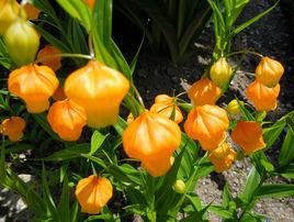 宮燈百合 宮燈百合