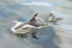 白腰斑紋海豚