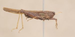 日本羊角蚱 日本羊角蚱