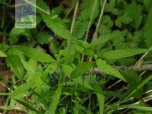 太子參[多種植物的別稱]