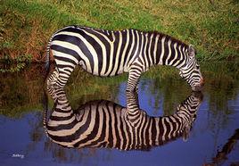 zebra[足球團體]