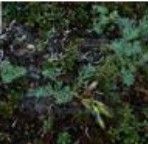 矮生野決明 矮生野決明