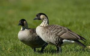 夏威夷黑雁 夏威夷黑雁