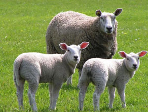 陶賽特羊 陶賽特羊