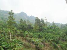 平攤自然村生態林