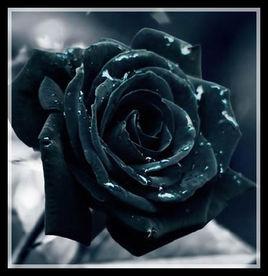 黑色玫瑰[薔薇科植物]