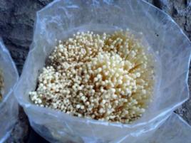 靈壽金針菇 靈壽金針菇