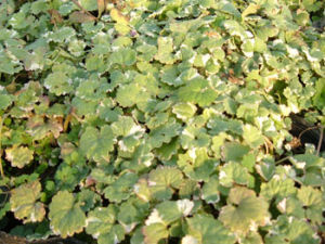 花葉活血丹 花葉活血丹