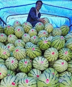 寧夏西瓜 寧夏西瓜