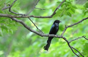 綬帶卷尾 綬帶卷尾