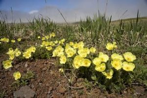 阿拉斯加罌粟 阿拉斯加罌粟