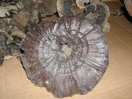 野生赤芝 野生赤芝