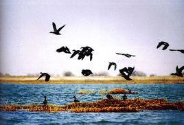 武河濕地公園 武河濕地公園