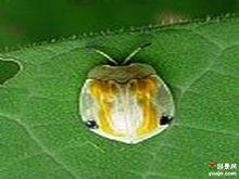 泡桐葉甲（圖1）