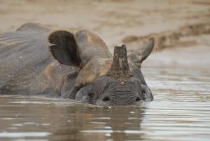 奇特旺國家公園