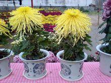 秋菊[桔梗目菊科植物]