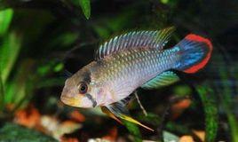 霸王短鯛 霸王短鯛