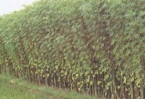 福紅3號 福紅3號