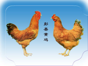 彭縣黃雞 彭縣黃雞