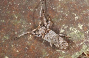 淡色雙紋天牛 淡色雙紋天牛