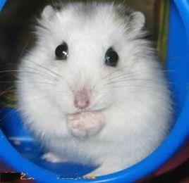 倉鼠—冬白 倉鼠—冬白