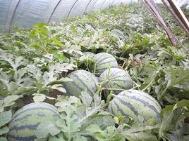 國豫二號 國豫二號