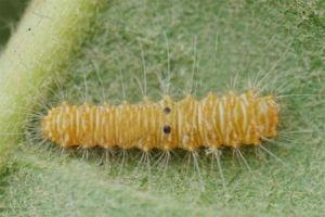 枇杷瘤蛾 枇杷瘤蛾