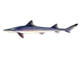 鯊魚膽