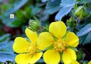 莓葉萎陵菜 莓葉萎陵菜