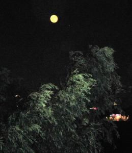 月下醉題 月下醉題