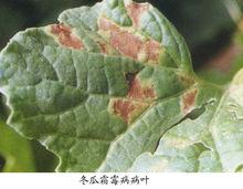 冬瓜、節瓜霜霉病病葉危害症狀