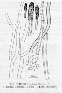 白囊耙齒菌 白囊耙齒菌