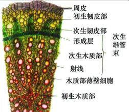 植物次生結構 植物次生結構