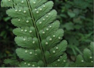 多距複葉耳蕨 多距複葉耳蕨