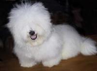 棉花面紗犬 棉花面紗犬