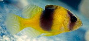 毒性肥皂魚 毒性肥皂魚