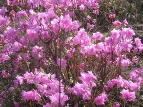 異常杜鵑 異常杜鵑