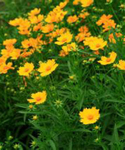 劍葉金雞菊 劍葉金雞菊