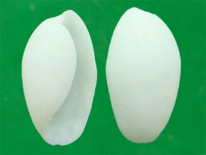 柱形阿里螺 柱形阿里螺