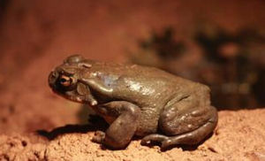 科羅拉多蟾蜍 科羅拉多蟾蜍