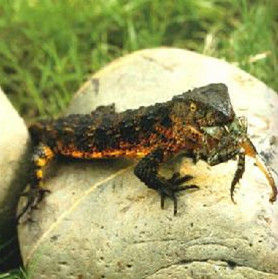 石龍子科 石龍子科