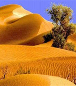 流動沙漠 流動沙漠