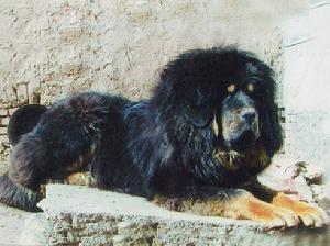西藏獒犬