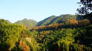 新浦紅楓古道 新浦紅楓古道