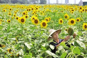 翁垟街道向日葵花田