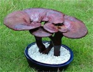 桂南靈芝 桂南靈芝