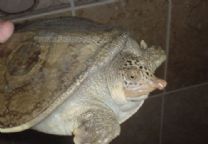 緬甸孔雀鱉 緬甸孔雀鱉