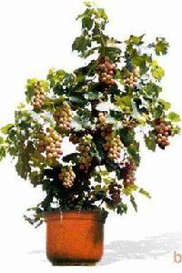 葡萄盆栽技術 葡萄盆栽技術