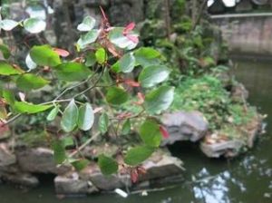 小紫果槭(變種) 小紫果槭(變種)